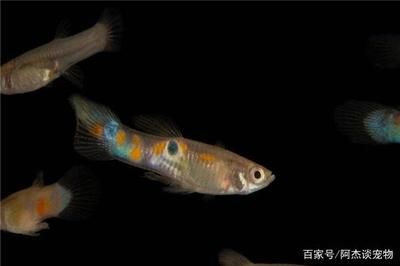 龍魚不吃食物咋辦：當龍魚拒食時需要從以下幾個方面進行排查和處理