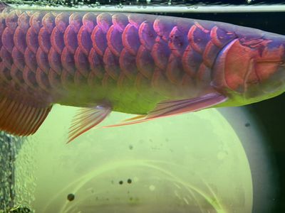 綠頭紅龍魚(yú)：綠頭紅龍魚(yú)是一種極具觀賞價(jià)值和文化象征的淡水觀賞魚(yú)