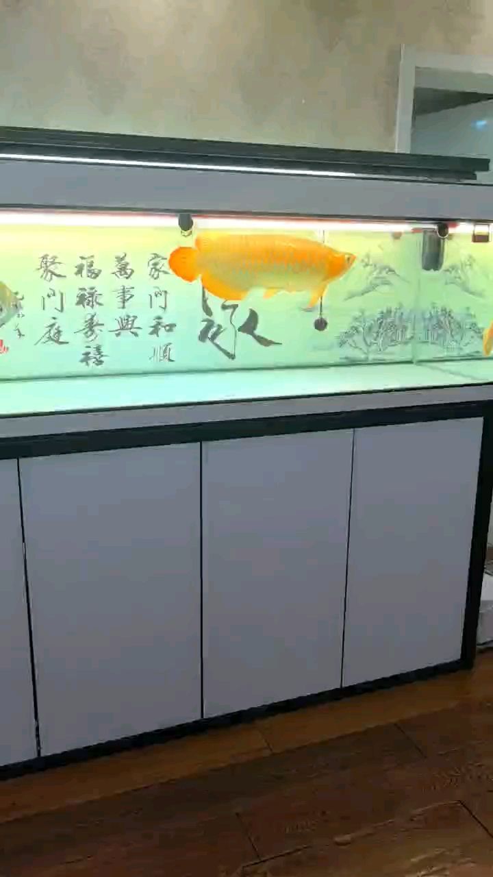 主打個霸氣：養(yǎng)魚耽誤的建筑師評論：主打個霸氣,宇哥6519 觀賞魚論壇