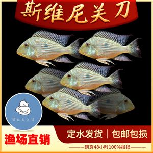 關(guān)刀魚和龍魚可以混養(yǎng)：關(guān)刀魚和龍魚可以混養(yǎng)嗎， 龍魚百科 第2張