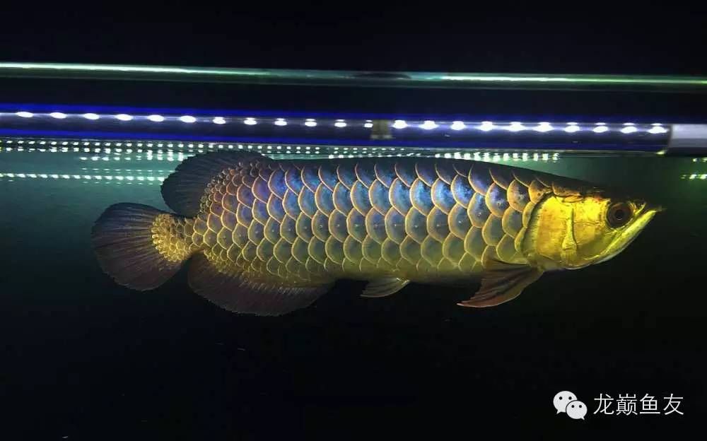 金龍魚配什么燈對(duì)發(fā)色好一點(diǎn)：金龍魚配什么燈好