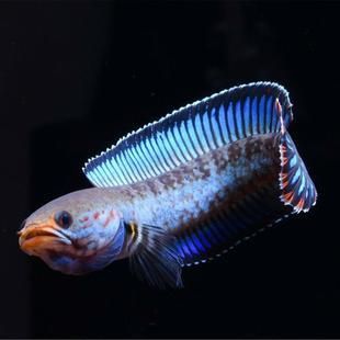 有黑色龍魚嗎：有黑色龍魚嗎？ 龍魚百科 第3張