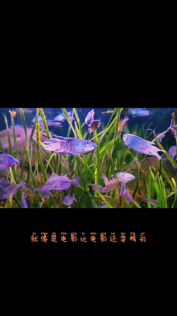 周末魚(yú)快：休息休息 觀賞魚(yú)論壇