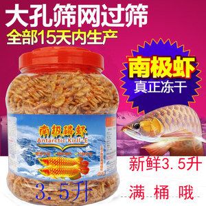 金龍魚吃豐年蝦嗎：金龍魚可以吃豐年蝦嗎