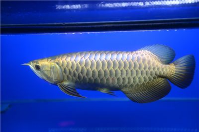 溫度32度對(duì)龍魚(yú)有什么影響：溫度32度對(duì)龍魚(yú)有什么影響，可能會(huì)導(dǎo)致龍魚(yú)的發(fā)色