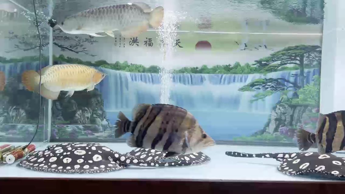 調(diào)整大魚(yú)缸的魚(yú)：撤掉兩條虎魚(yú)加一條金龍，不知道能不能和諧共處 觀賞魚(yú)論壇