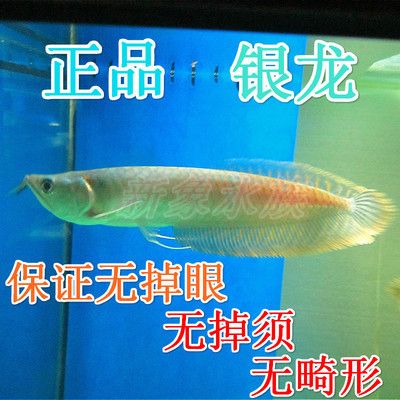 印尼當?shù)佚堲~價格：銀龍魚和什么魚混養(yǎng)比較好