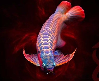 龍魚(yú)象征意義和寓意是什么：龍魚(yú)在亞洲文化中具有豐富的象征意義和寓意 觀賞魚(yú)論壇