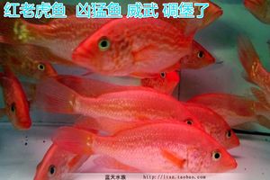 紅老虎魚和金龍魚混養(yǎng)：紅老虎魚和金龍魚可以混養(yǎng)嗎？