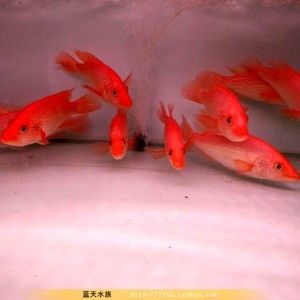 紅老虎魚和金龍魚混養(yǎng)：紅老虎魚和金龍魚可以混養(yǎng)嗎？