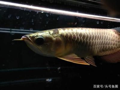 像小龍一樣的魚(yú)白色：六角龍魚(yú)是一種有尾目蠑螈科的動(dòng)物