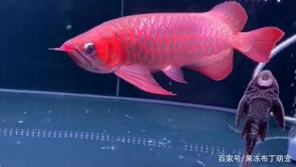 火焰尾紅龍魚：如何挑選火焰尾紅龍魚