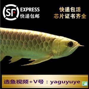 金龍魚芯片證書查詢官網(wǎng)：如何查詢金龍魚的芯片證書