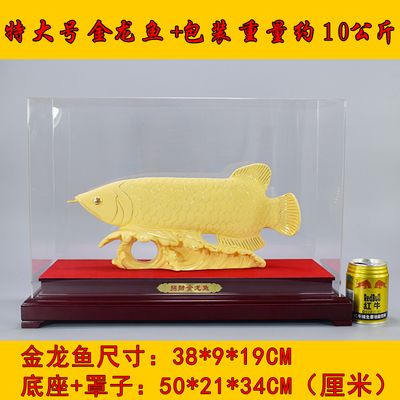 最大的金龍魚有多大：金龍魚的體長可以達(dá)到80厘米左右，飼養(yǎng)者應(yīng)該提供一個(gè)足夠大的魚缸