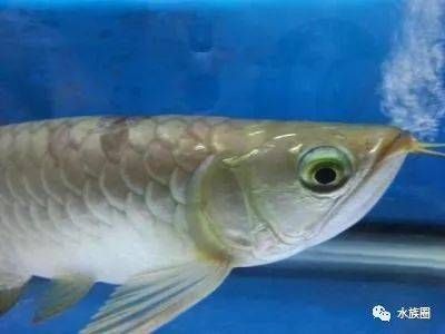 龍魚(yú)眼睛凸出：龍魚(yú)眼睛凸出可能由多種原因引起