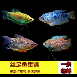 黃曼龍魚(yú)和藍(lán)曼龍魚(yú)可以配對(duì)嗎：黃曼龍魚(yú)和藍(lán)曼龍魚(yú)可以配對(duì)繁殖嗎