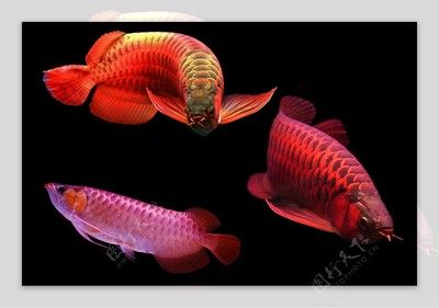 紅龍魚高清勁態(tài)墻紙：紅龍魚高清勁態(tài)墻紙使用注意事項(xiàng)