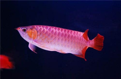 紅龍魚(yú)沉底是什么寓意：紅龍魚(yú)沉底可能不僅僅是表面上的行為變化，也可能與風(fēng)水信仰有關(guān) 龍魚(yú)百科 第1張