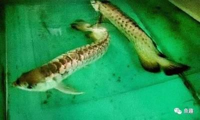 龍魚產卵排不出去會死嗎為什么：龍魚產卵排不出去會死嗎