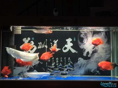 龍魚的養(yǎng)殖密度：龍魚的養(yǎng)殖密度不僅有利于龍魚的健康生長，還能提高養(yǎng)殖效益