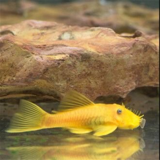 龍魚(yú)紅眼怎治療：龍魚(yú)紅眼治療方法 龍魚(yú)百科 第2張