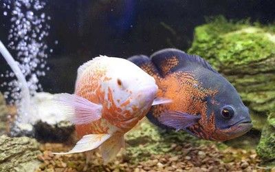 龍魚(yú)紅眼怎治療：龍魚(yú)紅眼治療方法 龍魚(yú)百科 第3張