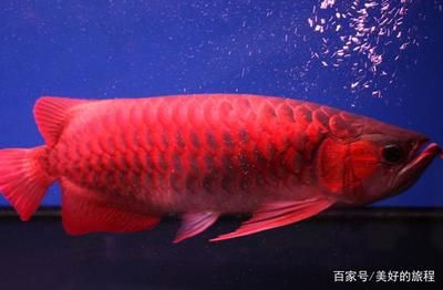 超血紅龍魚的飼養(yǎng)方法：超血紅龍魚的飼養(yǎng)技巧 龍魚百科 第2張