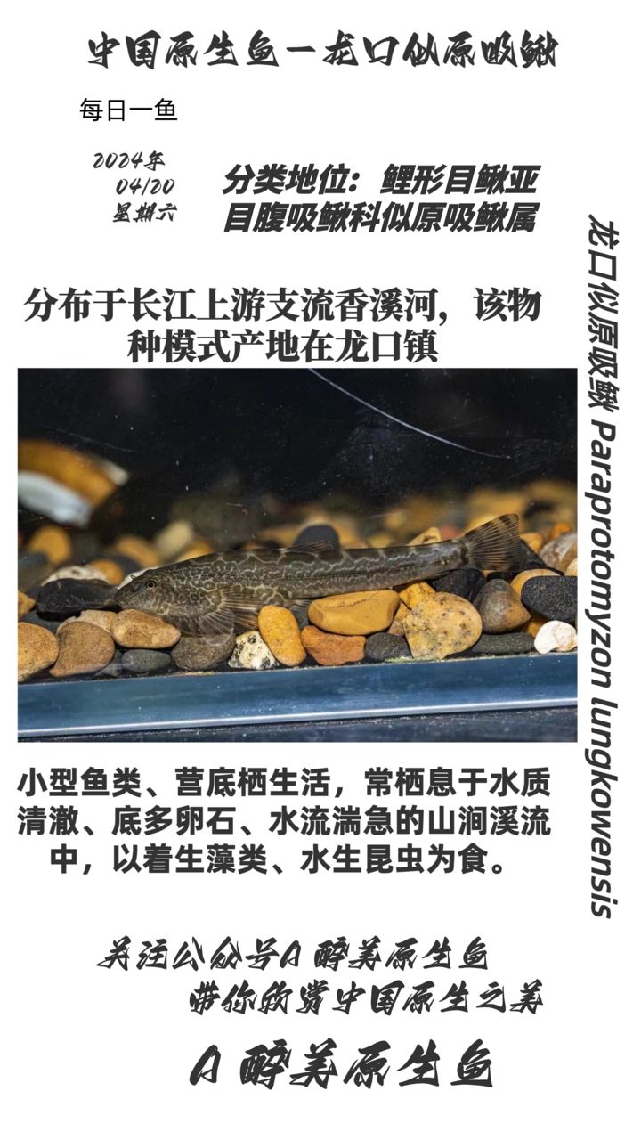 龍口似原吸鰍：分布在龍口鎮(zhèn) 觀賞魚論壇