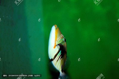 關(guān)刀魚(yú)和龍魚(yú)混養(yǎng)：關(guān)刀魚(yú)和龍魚(yú)可以混養(yǎng)嗎？