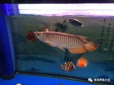 龍魚入缸前需要消毒嗎為什么：龍魚入缸前需要消毒嗎 龍魚百科 第2張