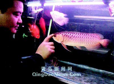 極品藍(lán)底過背金龍魚：極品藍(lán)底過背金龍魚是一種形態(tài)美麗、飼養(yǎng)獨特且具有飼養(yǎng)難度