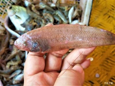 防城港龍魚專賣店：防城港地區(qū)有一些專門銷售龍魚的店鋪以下是相關(guān)信息