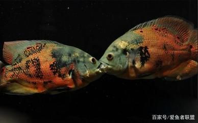 地圖魚能否與鸚鵡魚招財(cái)魚龍魚混養(yǎng)嗎：地圖魚可以與鸚鵡魚混養(yǎng)嗎，