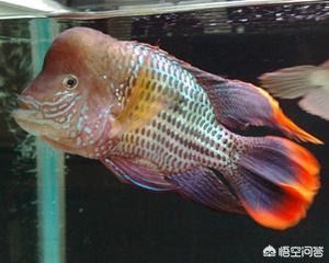 紅尾皇冠魚和金龍魚能混養(yǎng)嗎：紅尾皇冠魚和金龍魚能不能混養(yǎng)