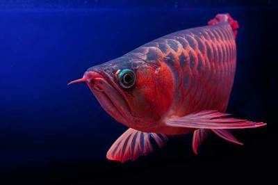 紅龍魚(yú)一般可以活多少年：紅龍魚(yú)的壽命一般在多少年？