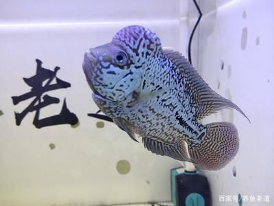 龍魚為什么老是在水面：為什么龍魚老是在水面游？ 龍魚百科 第2張