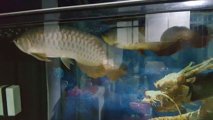 金龍魚(yú)尾巴下垂不吃食怎么回事：金龍魚(yú)尾巴下垂不吃食怎么辦 龍魚(yú)百科 第1張