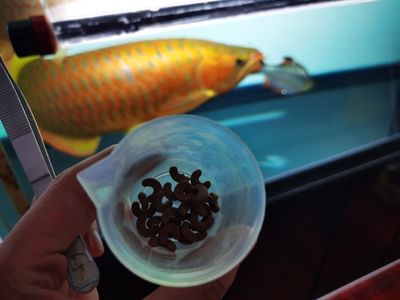 龍魚怎么訓(xùn)食飼料：如何訓(xùn)練龍魚食用飼料