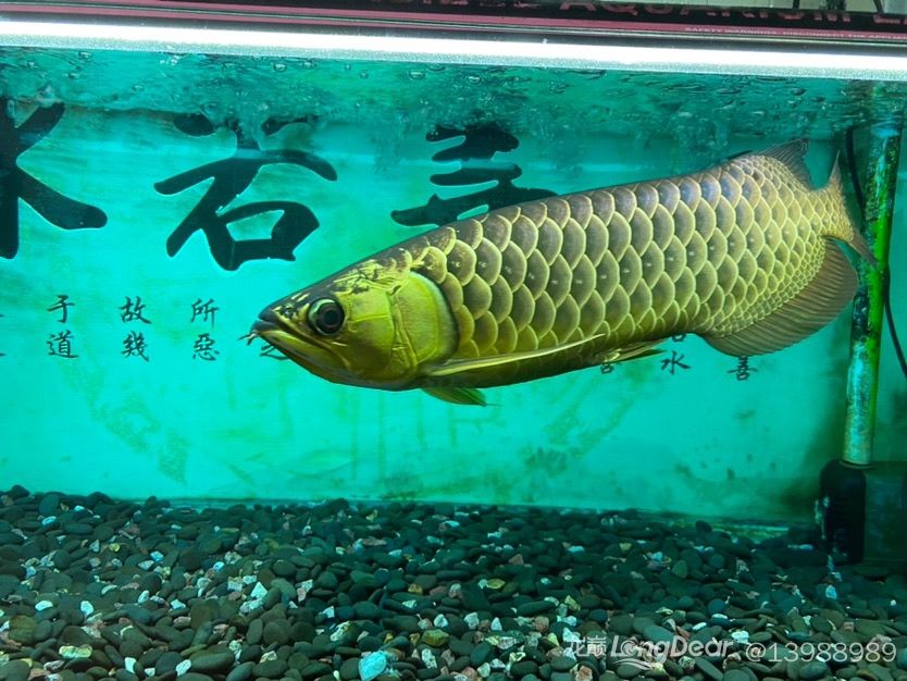 2018.4.5-2024.4.20：6年，掛了，撈出來(lái)時(shí)腹部流血 觀賞魚論壇 第7張