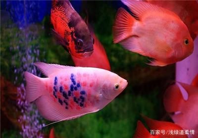 熱帶魚金龍魚能混養(yǎng)嗎：熱帶魚金龍魚與其他魚類混養(yǎng)時需要考慮以下幾個因素