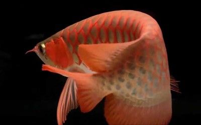 紅金龍魚(yú)是什么品種的：紅金龍魚(yú)是什么品種