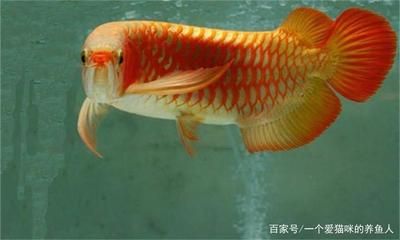 紅金龍魚(yú)是什么品種的：紅金龍魚(yú)是什么品種