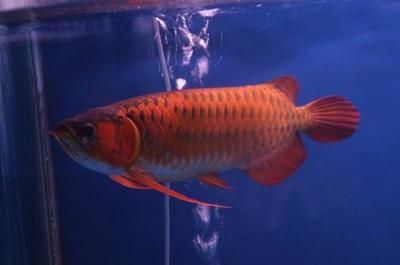 最大的紅龍魚品種：最大的紅龍魚體長可以達(dá)到80cm—90cm