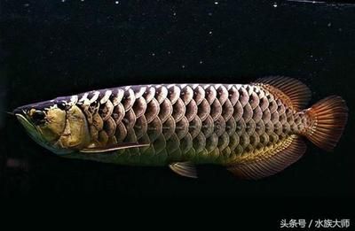 金龍魚(yú)怎么分過(guò)背高背：關(guān)于金龍魚(yú)過(guò)背和高背區(qū)別的詳細(xì)解釋 龍魚(yú)百科 第1張