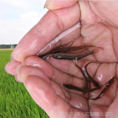 龍魚喂蝦和泥鰍哪個好吃：飼養(yǎng)龍魚時，喂蝦和泥鰍哪個好？