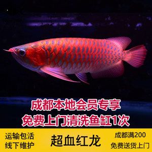 和興賽級超神龍魚：關(guān)于和興賽級超神龍魚的一些詳細信息 龍魚百科 第1張