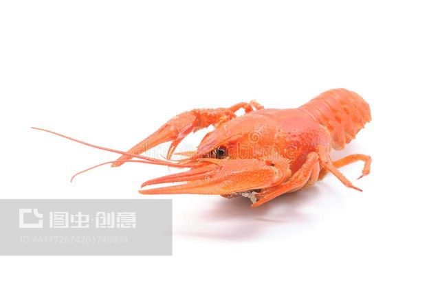 龍魚可以喂小龍蝦嗎怎么喂：龍魚可以喂小龍蝦嗎