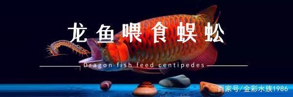 龍魚吃了蜈蚣怎么不吃食了：龍魚吃了蜈蚣后不再吃食可能有以下幾個原因