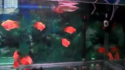 金龍魚咬鸚鵡魚怎么辦咬其他魚怎么辦：金龍魚咬其他魚怎么辦