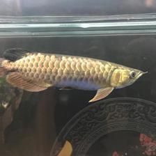 龍魚專家葉金春：葉金春先生是新加坡仟湖魚業(yè)集團(tuán)的主管 龍魚百科 第2張